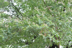 Dalbergia lanceolaria